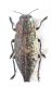 20170603 Dicerca (Dicerca) alni Mt Soro.jpg
