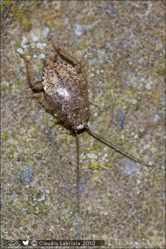 Phyllodromica_1860.jpg