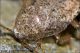 Phyllodromica_1866.jpg