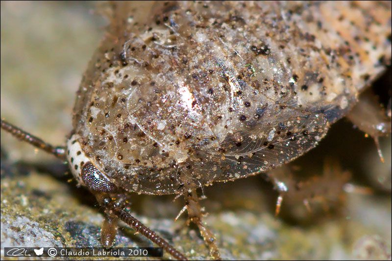 Phyllodromica_1866.jpg