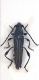 20170609  Stenopterus ater ♀ Belpasso santuario.JPG