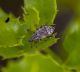 Curculionidae.jpg