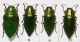 Perotis susannae (Novak 1983).JPG