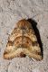 DSC_3666.jpg