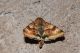 DSC_3672.jpg