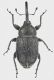 Curco1_Monte_Morra_11-VI-2017_5,6-4mm_grey.jpg