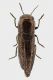 sphenoptera_laportei.jpg