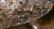 Phyllodromica_1866.jpg