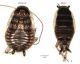 Phyllodromica subaptera.jpg
