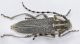 Cerambycidae Karaman3.jpg