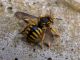 Anthidium_florentinum_adulto (5).jpg