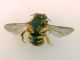 Anthidium_florentinum_adulto (4).jpg