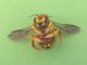 Anthidium_florentinum_adulto (3).jpg