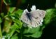 DSC_4662.jpg