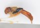 Carabidae Karaman7.jpg