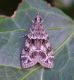 IMGP6601_Moth_sm.JPG