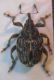 Thamiocolus 005 A.jpg