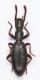 Stenopsis sp.4.jpg