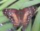DSCF8287.JPG