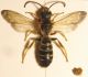 Halictus 004 A.jpg