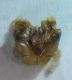 Halictus 008 A.jpg