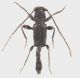 Nathrius_brevipennis_Serrone_1-18-VI-2017_4mm_grey.jpg