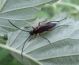 Cerambycidae5.jpg