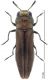 A.uhagoni macho.jpg