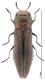 A.uhagoni hembra.jpg