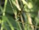 Sympetrum_striolatum_F_7338.jpg
