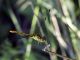 Sympetrum_striolatum_F_7340.jpg