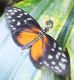 Muse_-_unidentified_black_and_orange_butterfly_01.jpg