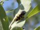 Tolfa_24-06-2017_TG4_016.JPG