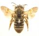 Eucera 001 A.jpg