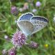 Polyommatus.jpg