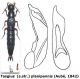 Tasgius  (s.str.)planipennis (Aubé, 1842) (2).JPG