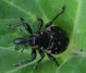Liparus sp 2.jpg