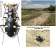Cicindela granulata Gebler, 1843. (2).JPG