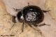 Tenebrionidae.jpg