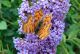 DSC05478.JPG
