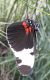 Muse_-_unidentified_butterfly_01.jpg