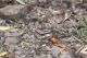 Pachypus_candidae_femmina_Marina_Camerota_2017_Labriola_1399_1000.jpg