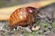 Pachypus_candidae_femmina_Marina_Camerota_2017_Labriola_1383_1000.jpg