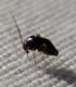 Halticus sp. 2.jpg