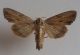 Noctuidae_1.jpg
