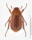Amphimallon assimile M.jpg