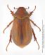 Amphimallon assimile F.jpg