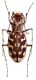 L. (Lophyra) flexuosa flexuosa (Fabricius, 1787).jpg