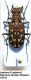 Lophyra (Lophyra) flexuosa sardea (Dejean, 1831).JPG