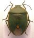 Chlorochroa juniperina 02.jpg